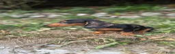 Miniature Dachshund dogs for sale: Silver dapple and tan miniature dachshund  in Port Talbot - Advert 2