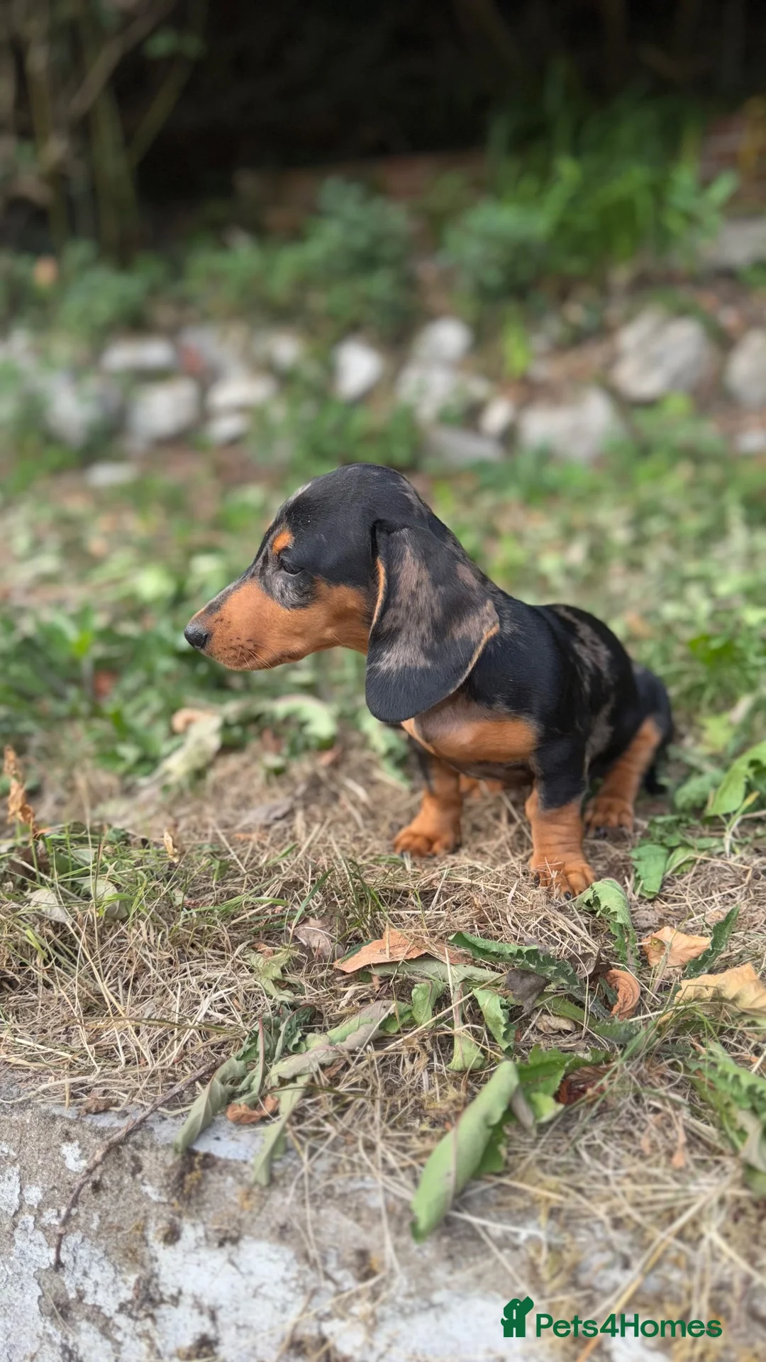 Miniature Dachshund dogs for sale: Silver dapple and tan miniature dachshund  in Port Talbot - Advert 2