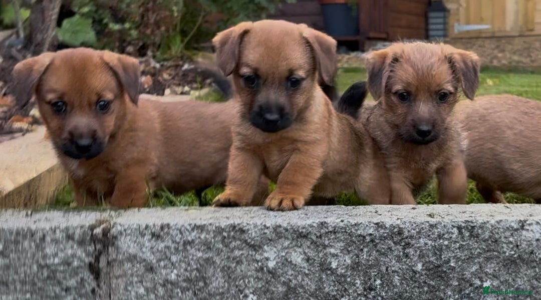 Mixed Breed dogs for sale: Beautiful Norfolks  - Image 5