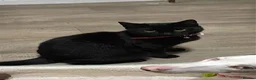 Mixed Breed cats for sale: Winnie and eclipse  - Advert 6