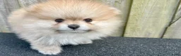 Pomeranian dogs for sale: Adorable, KC Registered Pomeranian Puppies in Colchester - Advert 34
