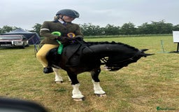 Irish Cob horses for sale: Fantastic first pony - Image 15