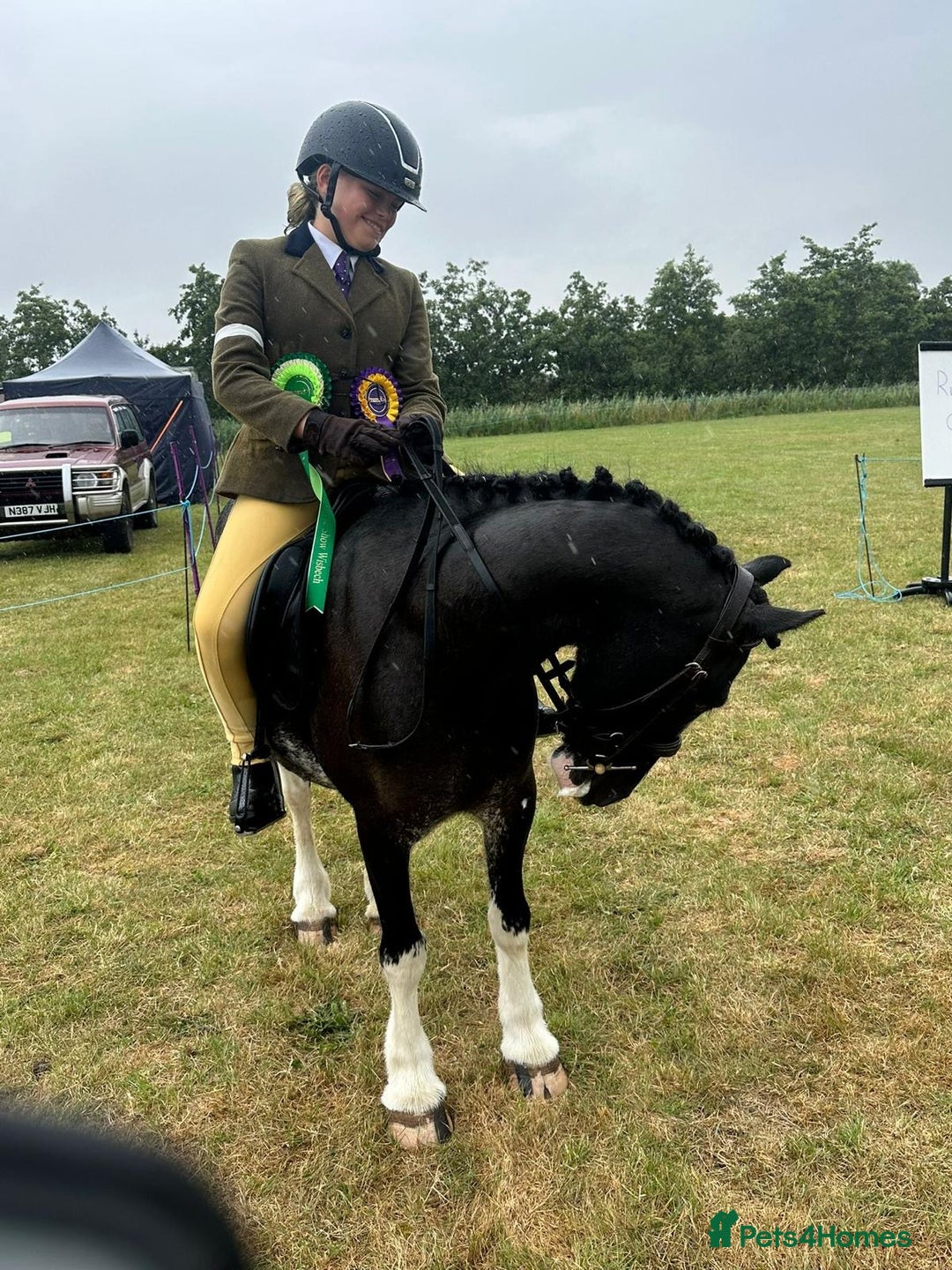 Irish Cob horses for sale: Fantastic first pony - Image 15