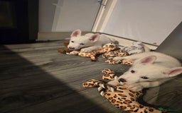 Siberian Husky dogs for sale: 2 White Siberian Huskys - Image 1