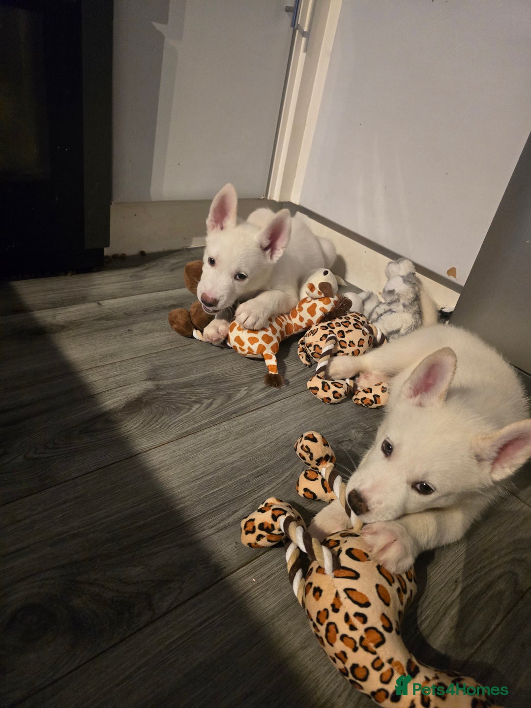 Siberian Husky dogs for sale: 2 White Siberian Huskys - Image 1