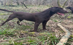 Labrador Retriever dogs for sale: 3 black dogs available  - Image 7