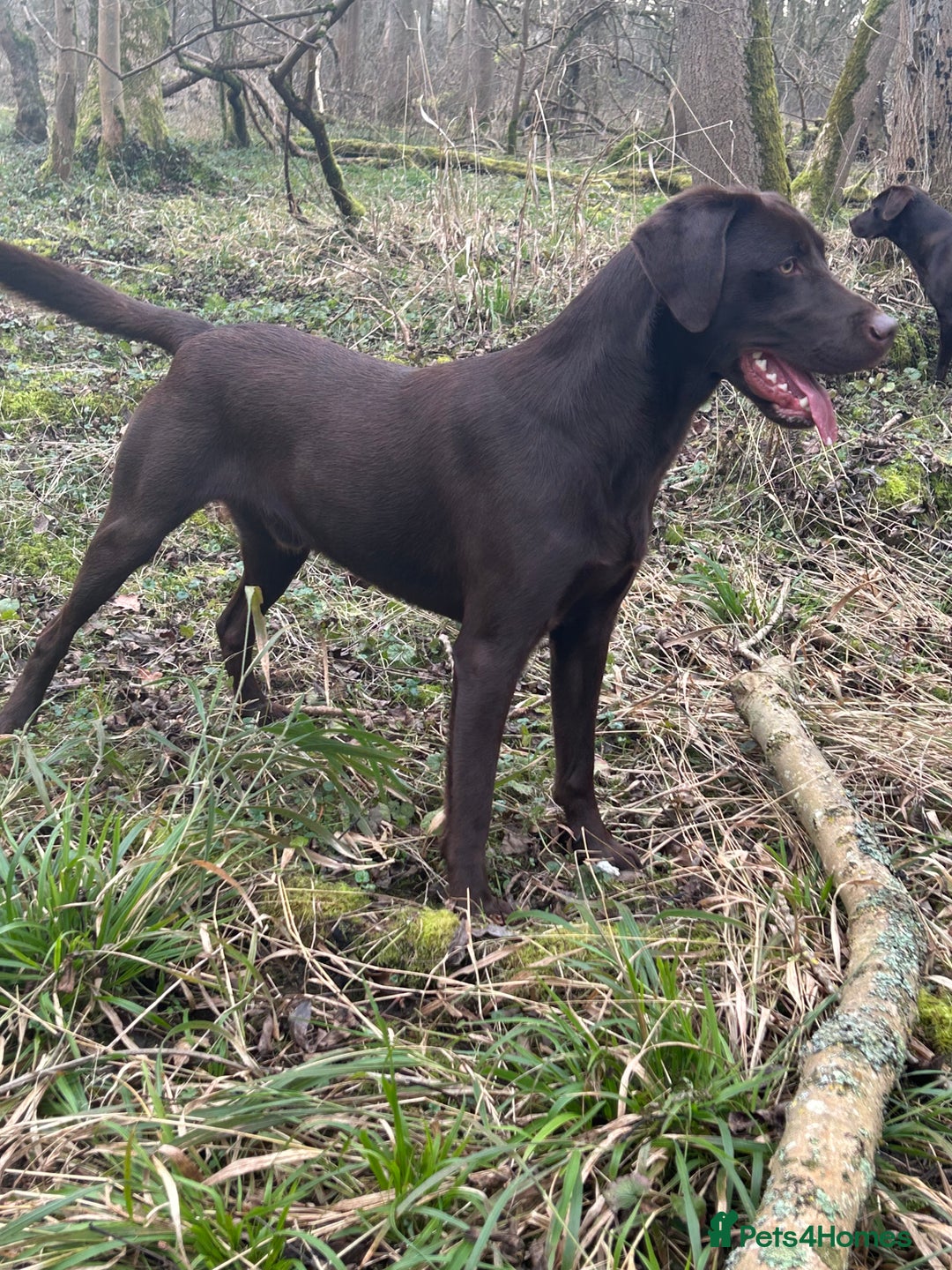 Labrador Retriever dogs for sale: 3 black dogs available  - Image 7
