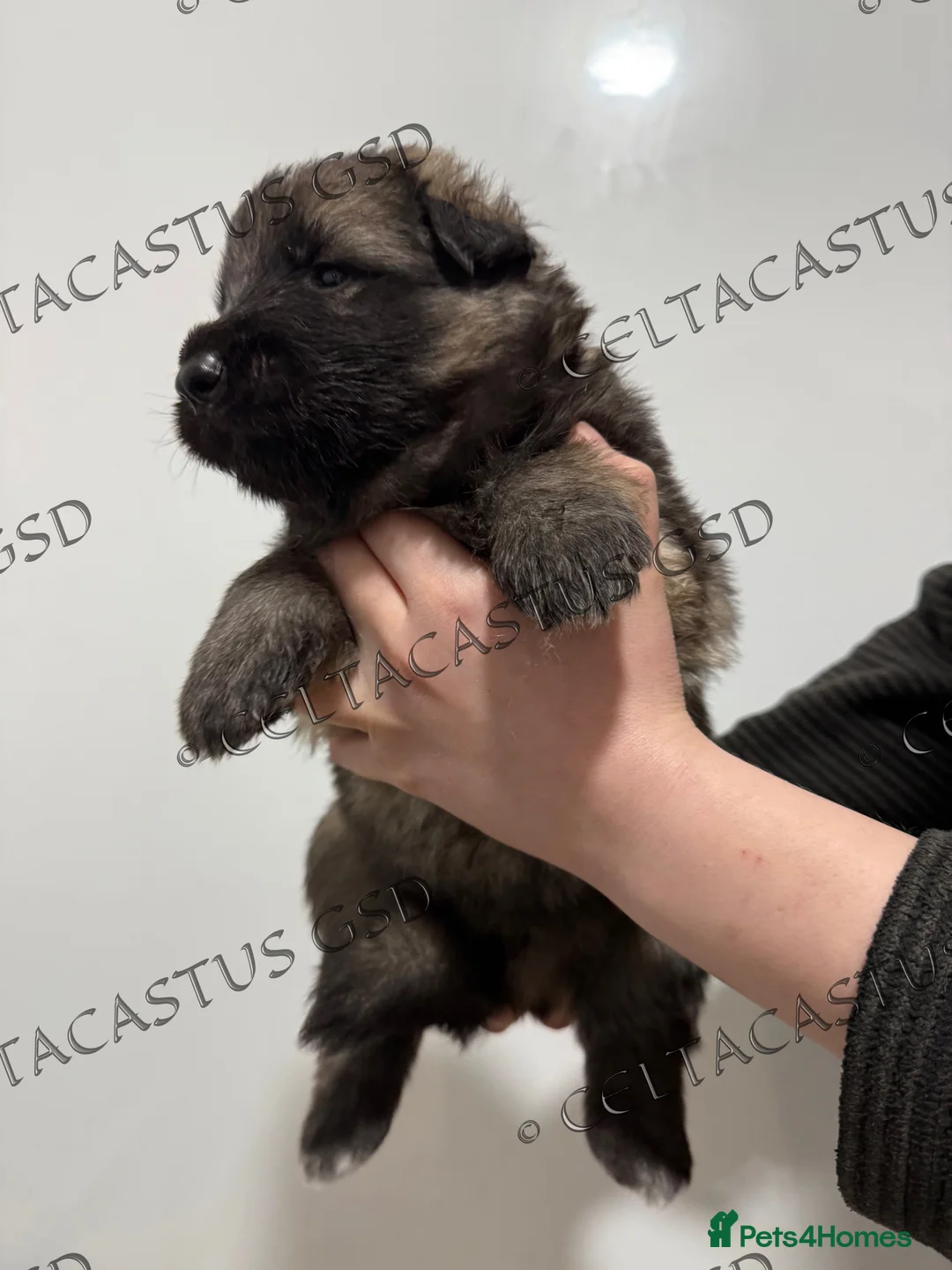 German Shepherd dogs for sale: Reduced kcreg  blue sable carrying Isabella  - Advert 20