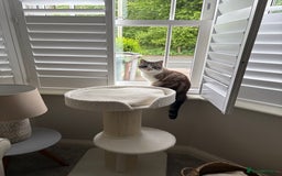 Persian cats for sale: 2 Year Old Persian / Mixed (shorthair) Cat - Image 3