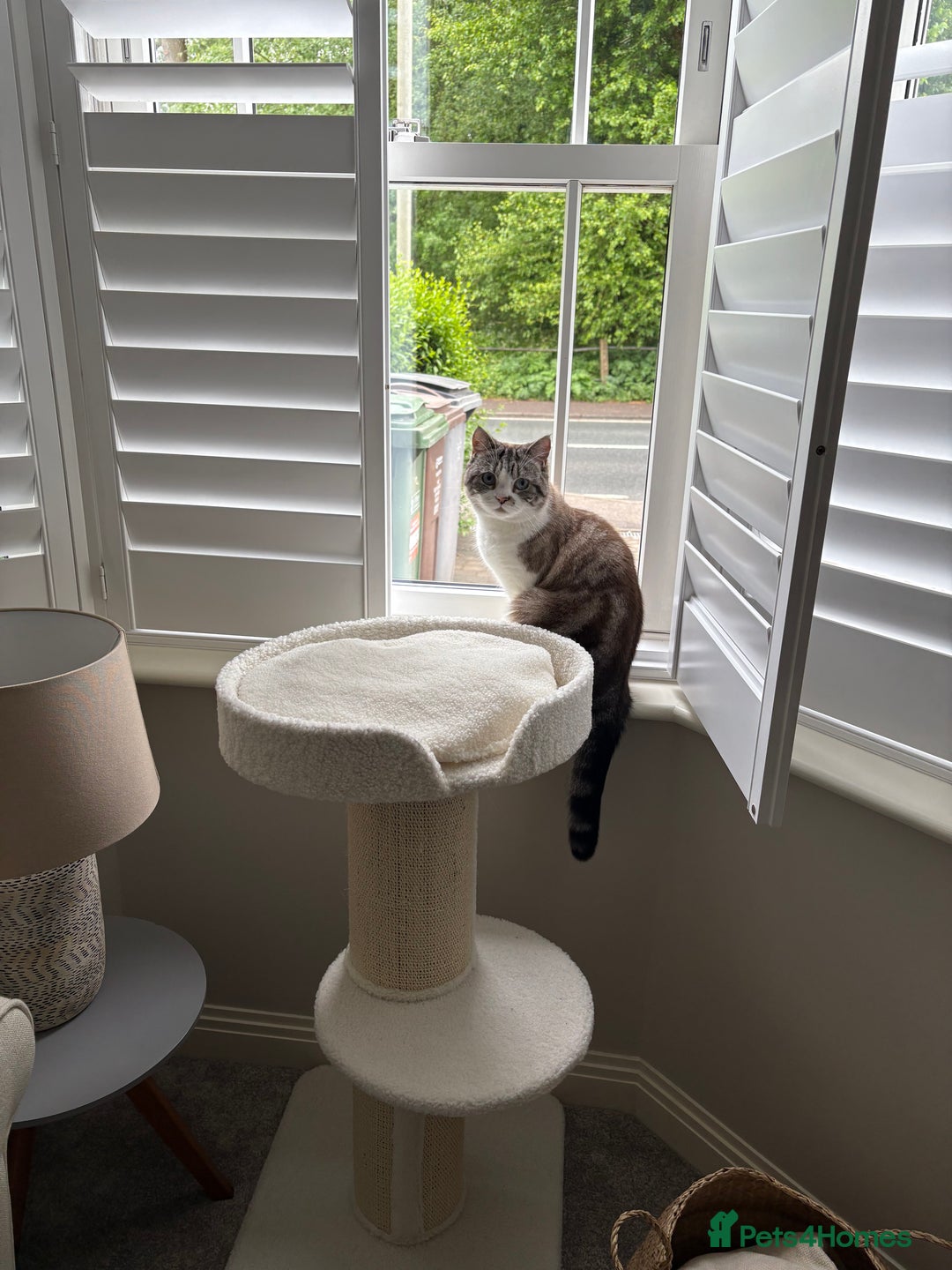 Persian cats for sale: 2 Year Old Persian / Mixed (shorthair) Cat - Image 3