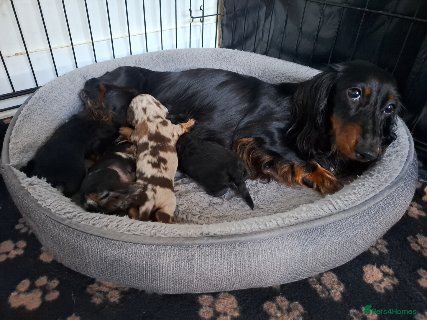Miniature Dachshund dogs Pedigree Long Hair Mini dapples and tans pups - Advert 4