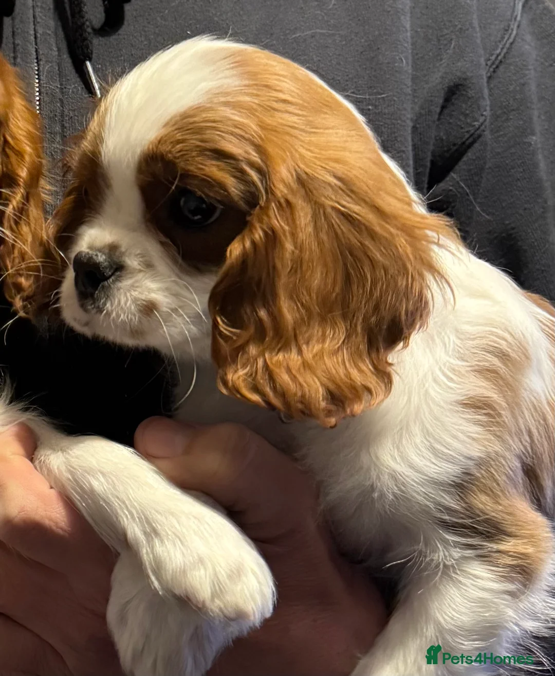 Cavalier King Charles Spaniel dogs for sale: ADORABLE HEALTH CLEAR CAVALIER KING CHARLES  - Advert 13