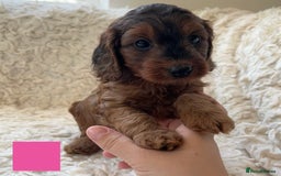Cockapoo dogs for sale: A Beautiful litter of cockapoos  - Image 2