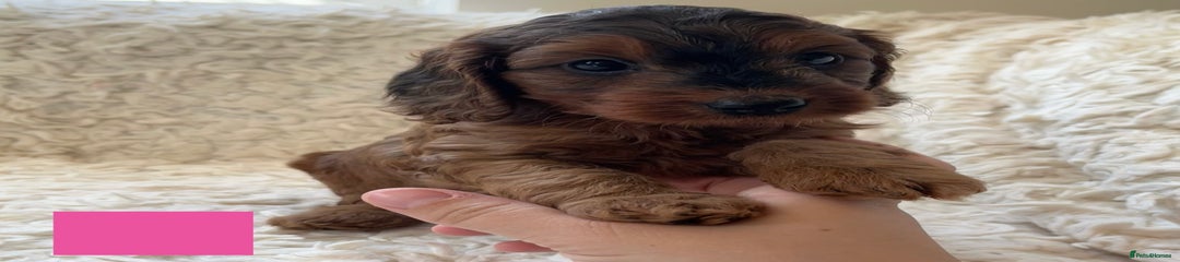 Cockapoo Puppy 5