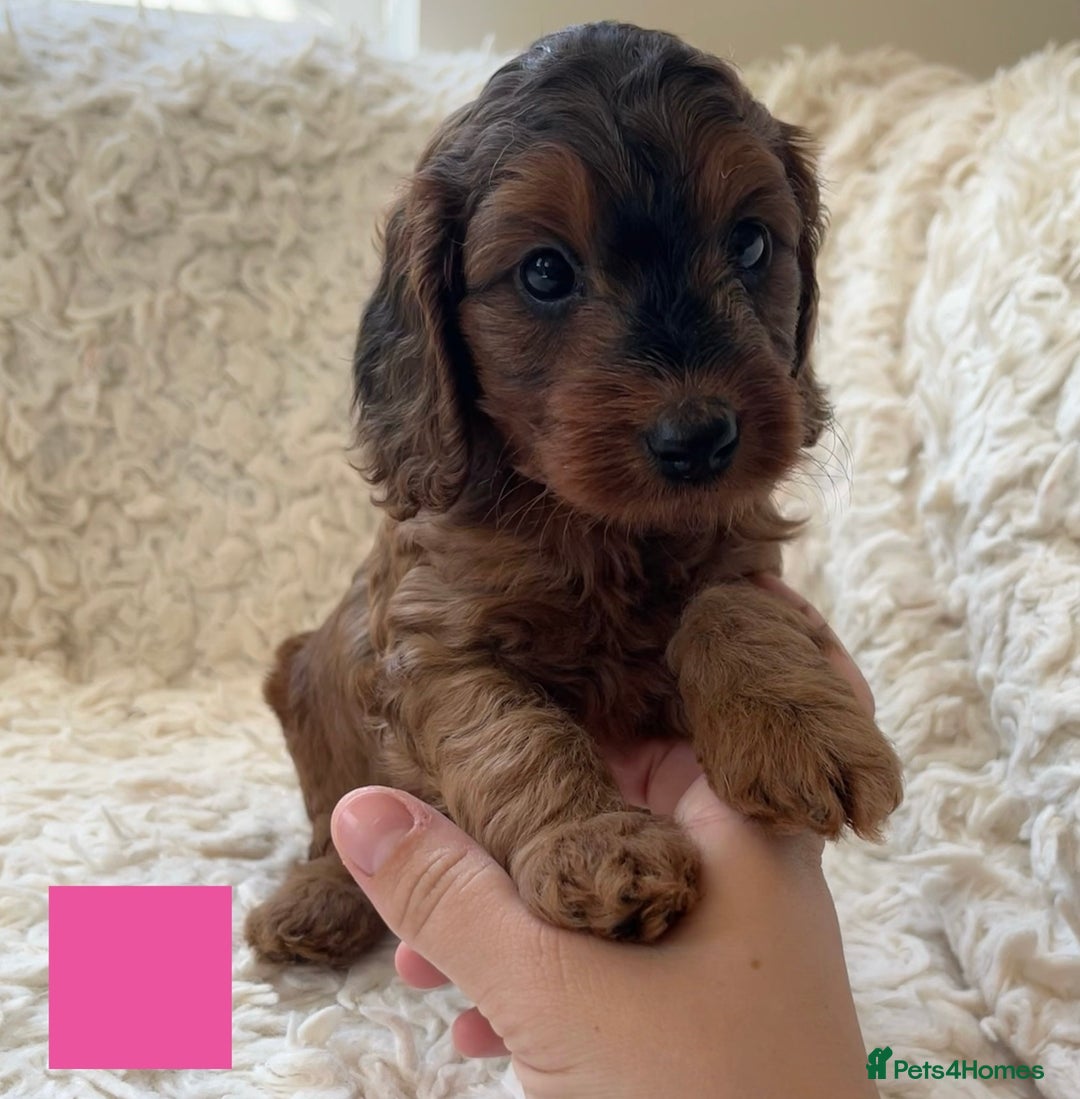 Cockapoo dogs for sale: A Beautiful litter of cockapoos  - Image 2