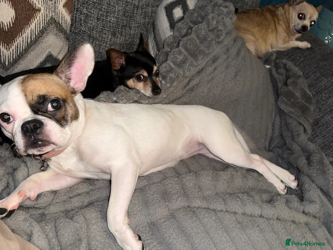 Mixed Breed dogs for sale: Beautiful French bulldog X Boston Terrier female - Advert 9