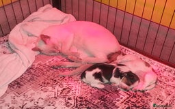 Mixed Breed dogs for sale: Sunning Blueberry and Biewer puppies.  - Image 5