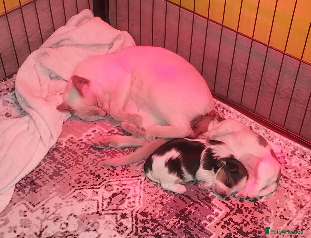 Mixed Breed dogs for sale: Sunning Blueberry and Biewer puppies.  - Image 5