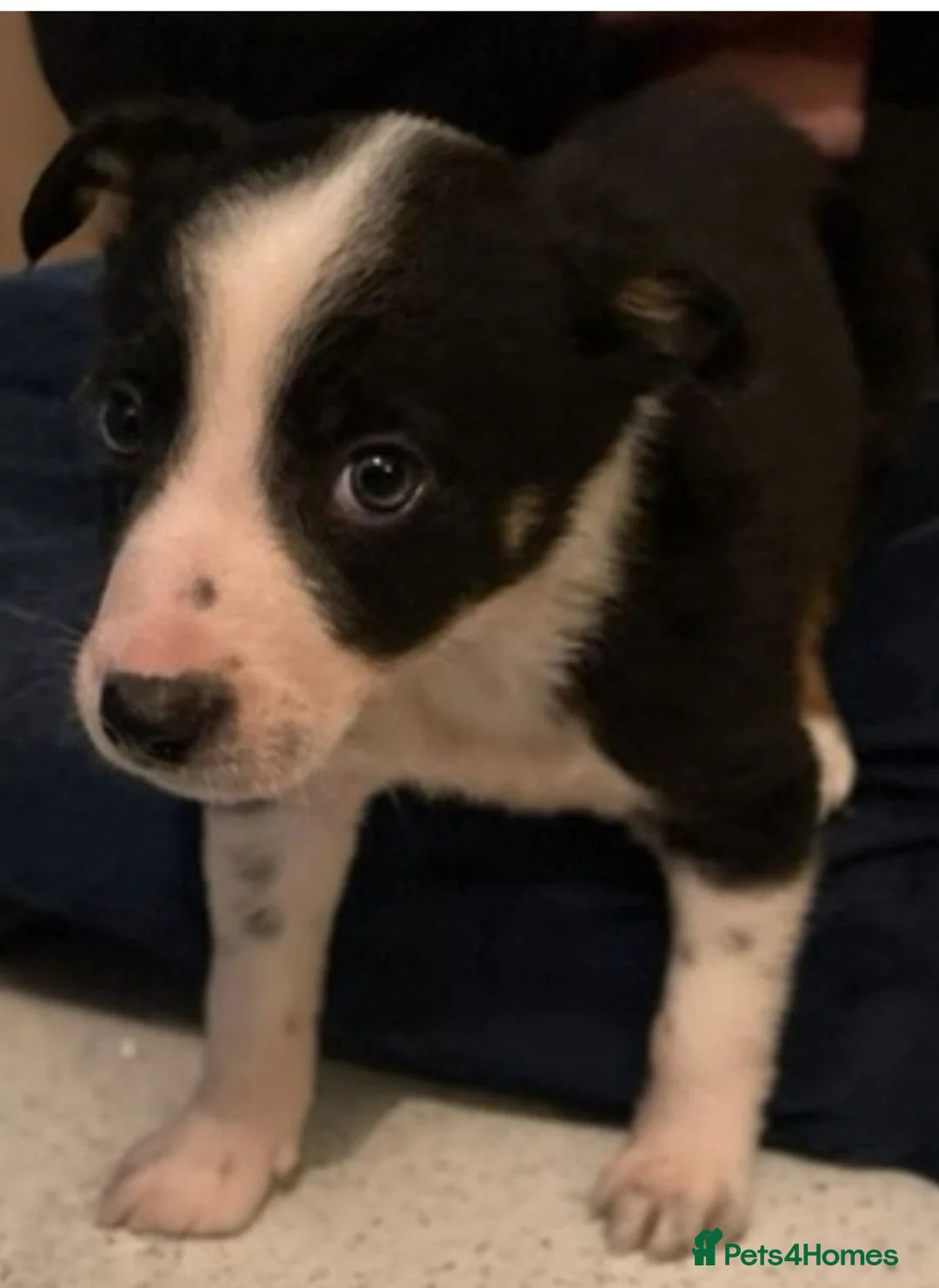 Border Collie dogs for sale: Border collie puppies - Advert 1