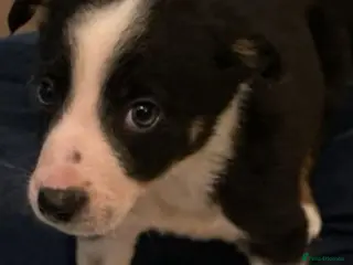 Border Collie dogs Border collie puppies - Advert 1