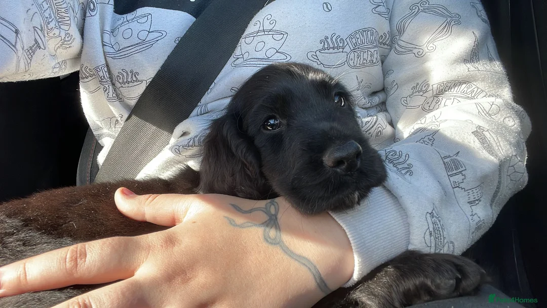 Cocker Spaniel dogs for sale: Meet Sir Archibald - Advert 4