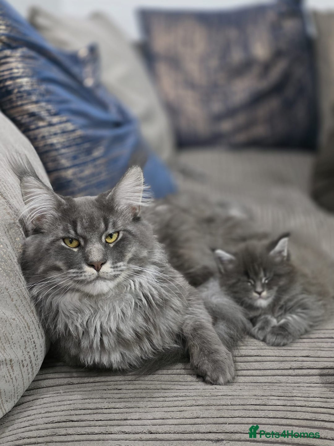 Maine Coon cats for sale: 🐾 Three Majestic Pedigree Maine Coon Kittens! 🏡 - Advert 8