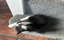 Domestic Shorthair cats for sale: beautiful tabby and black and white kittens - Image 4