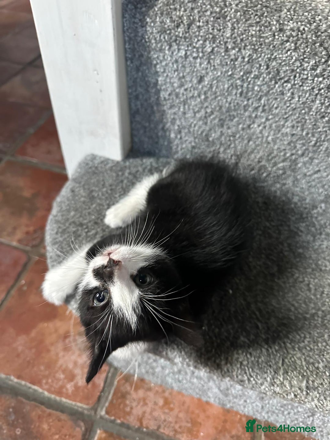 Domestic Shorthair cats for sale: beautiful tabby and black and white kittens - Image 4