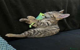Bengal cats for sale: Beautiful Bengal boy for sale (read full ad) - Image 12