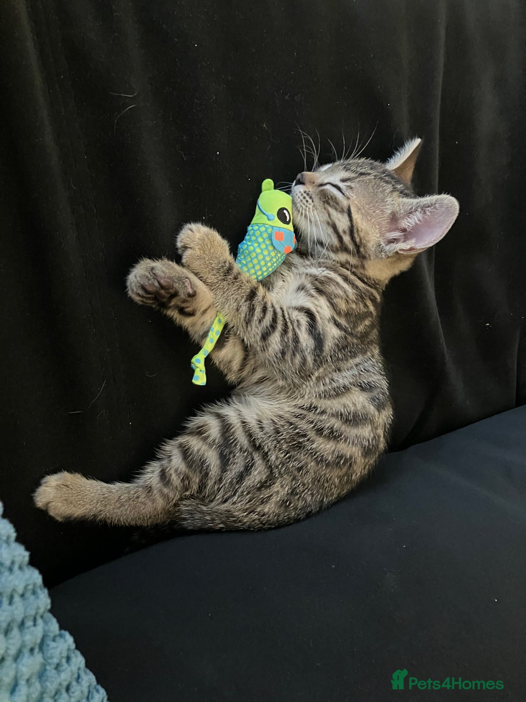 Bengal cats for sale: Beautiful Bengal boy for sale (read full ad) - Image 12