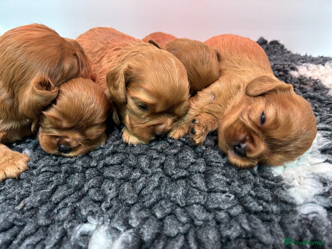 Cavalier King Charles Spaniel dogs for sale: Ruby cavalier King Charles 5*breeder - Advert 5