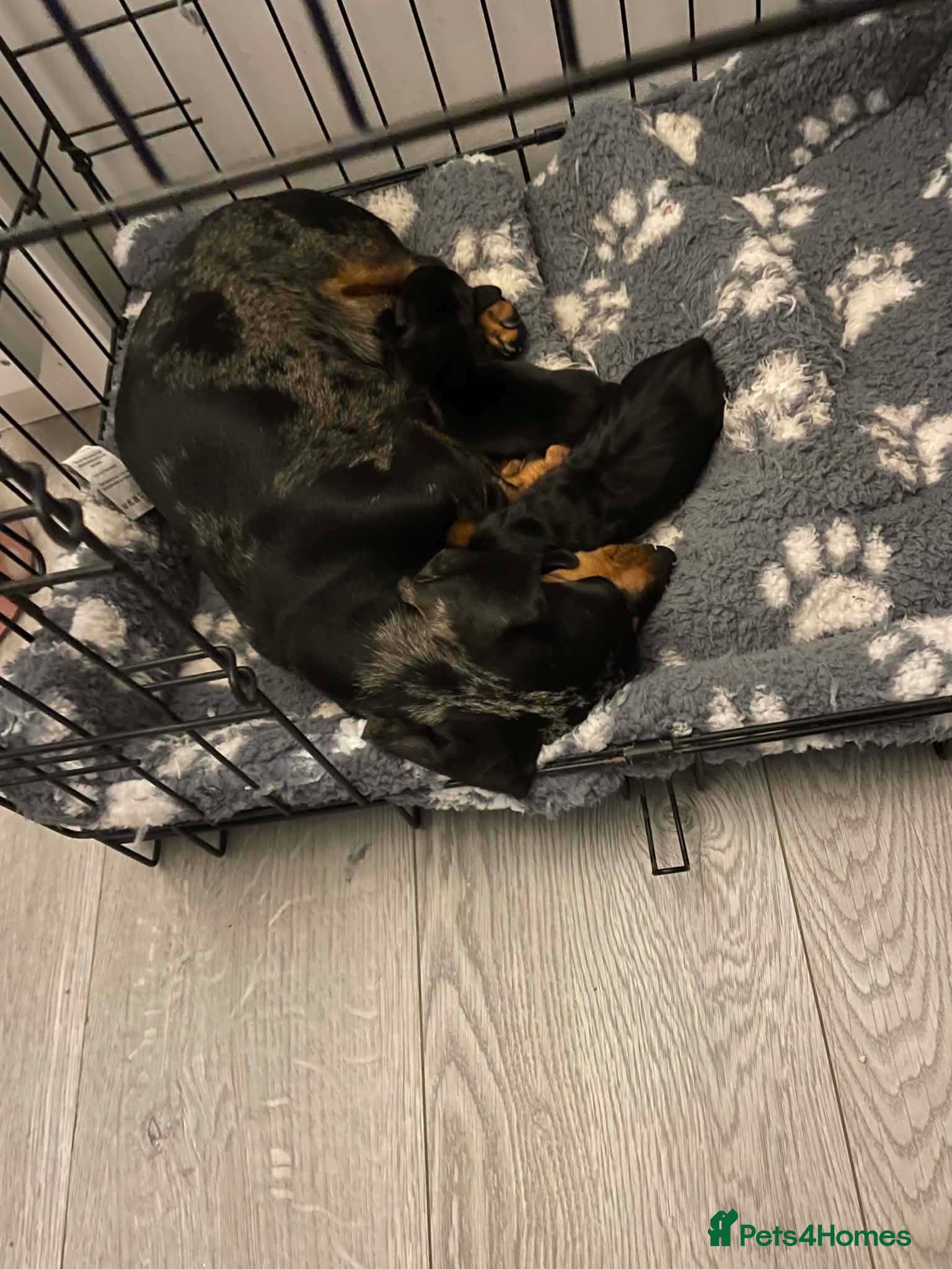 Dachshund dogs Beautiful Dachshund Puppies - Advert 7