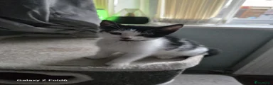 Mixed Breed Kitten 2