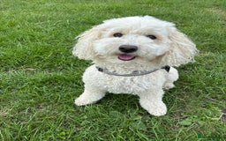 Cavapoo dogs for sale: 5yr Cavapoo rehoming - Image 2