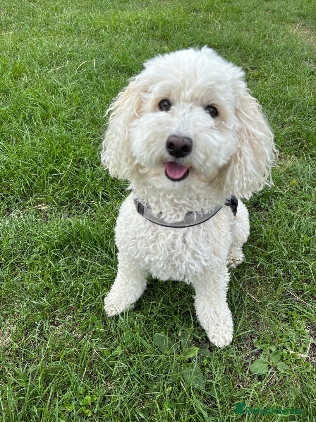 Cavapoo dogs for sale: 5yr Cavapoo rehoming - Image 2