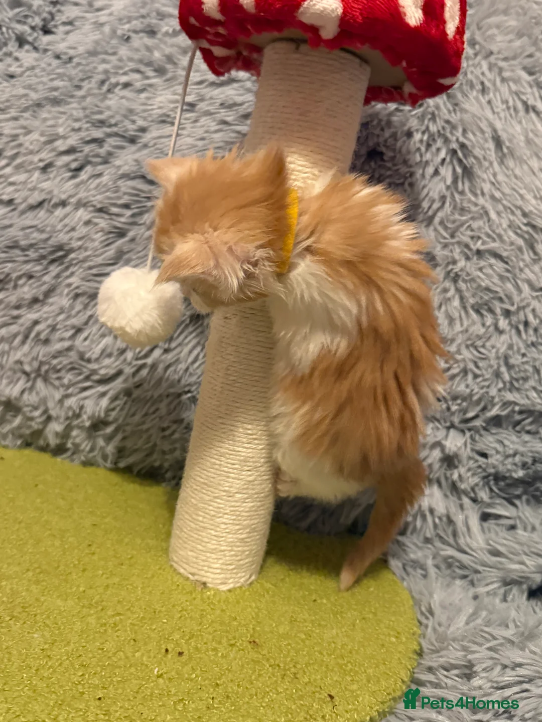 Maine Coon cats for sale: Maine coon kittens reds stunning pedigree’s  - Advert 3