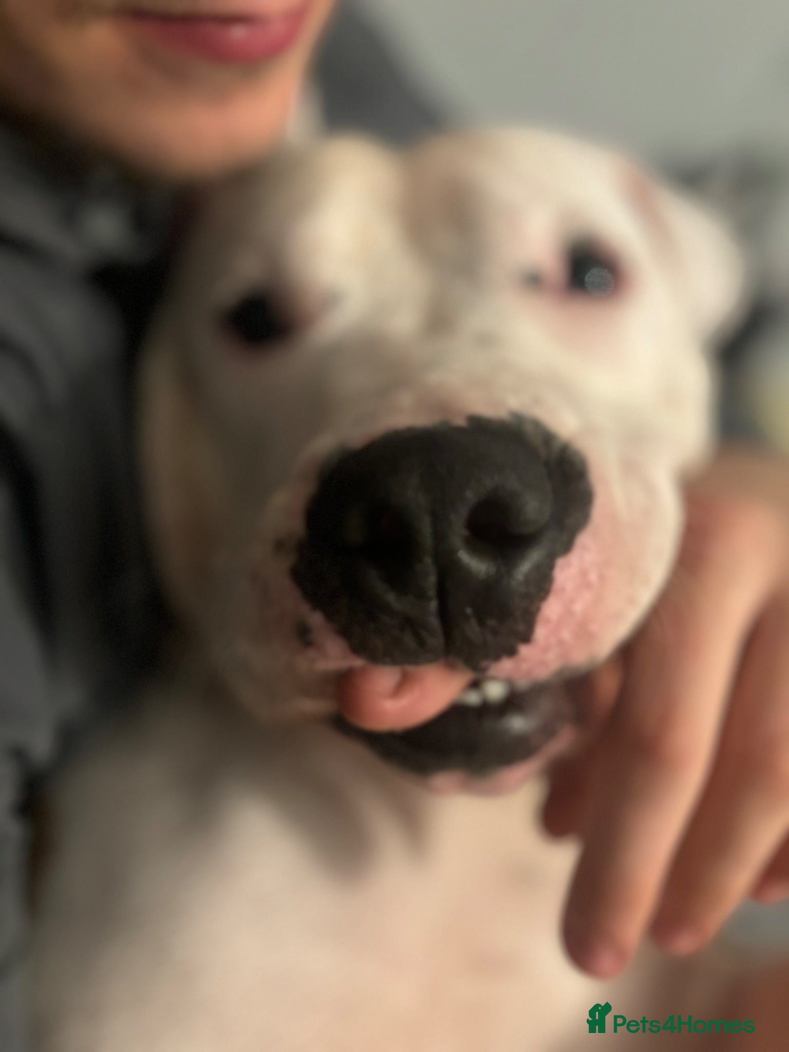 Mixed Breed dogs stud ready beautiful American bulldog cross staff - Advert 2