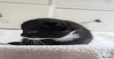 Mixed Breed cats - Advert 2