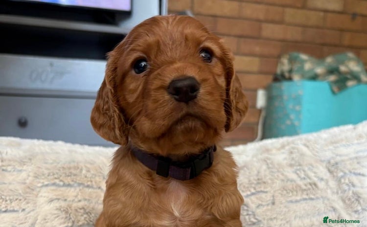 Cocker Spaniel dogs - Advert 4