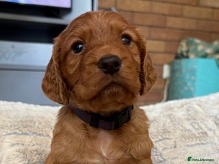 Cocker Spaniel dogs - Advert 17