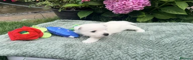West Highland Terrier 2