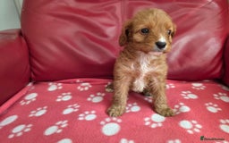Cavapoo dogs for sale: F1 cavapoos  - Image 3