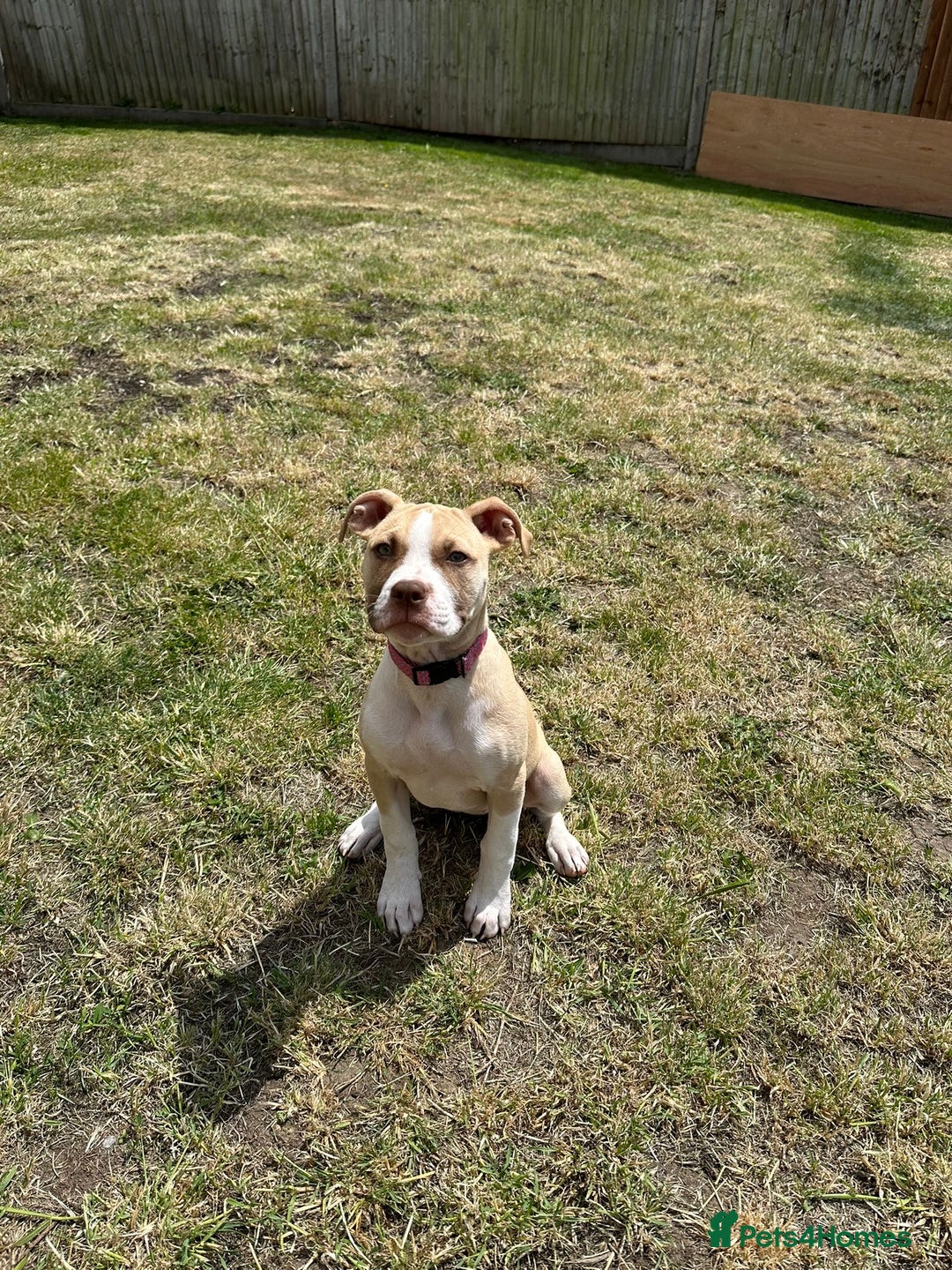 Mixed Breed dogs for sale: Alapha blue blood bulldog girl in Westerham - Image 1