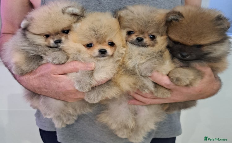 Pomeranian dogs - Advert 1