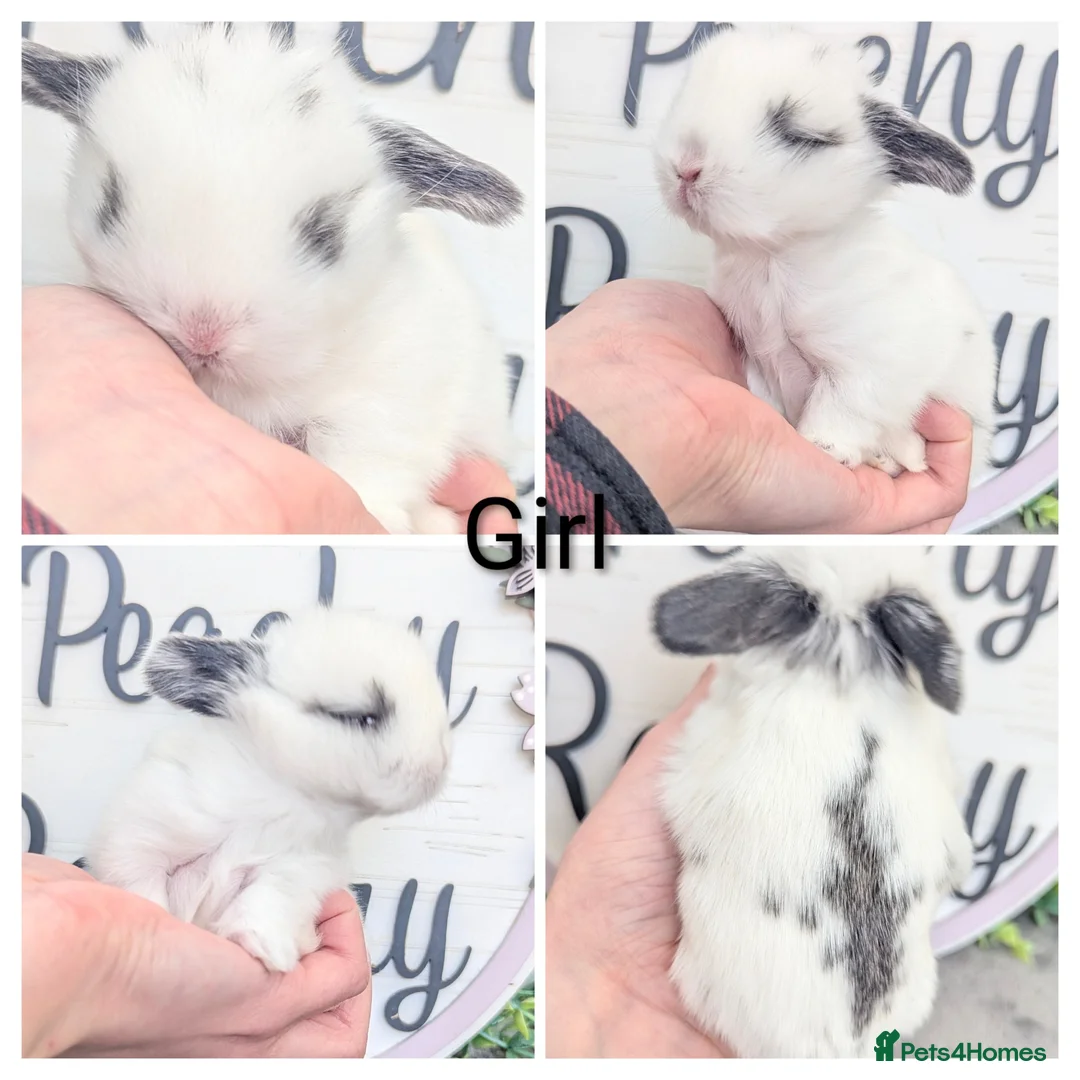 Mini Lop rabbits for sale: Mini lops looking for new homes - Advert 2