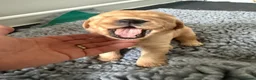 Golden Retriever dogs for sale: Stunning Duel puppies  - Advert 6
