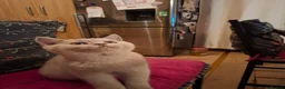 British Shorthair cats for sale: British Shorthairs 2 boys 1 girl - Advert 3