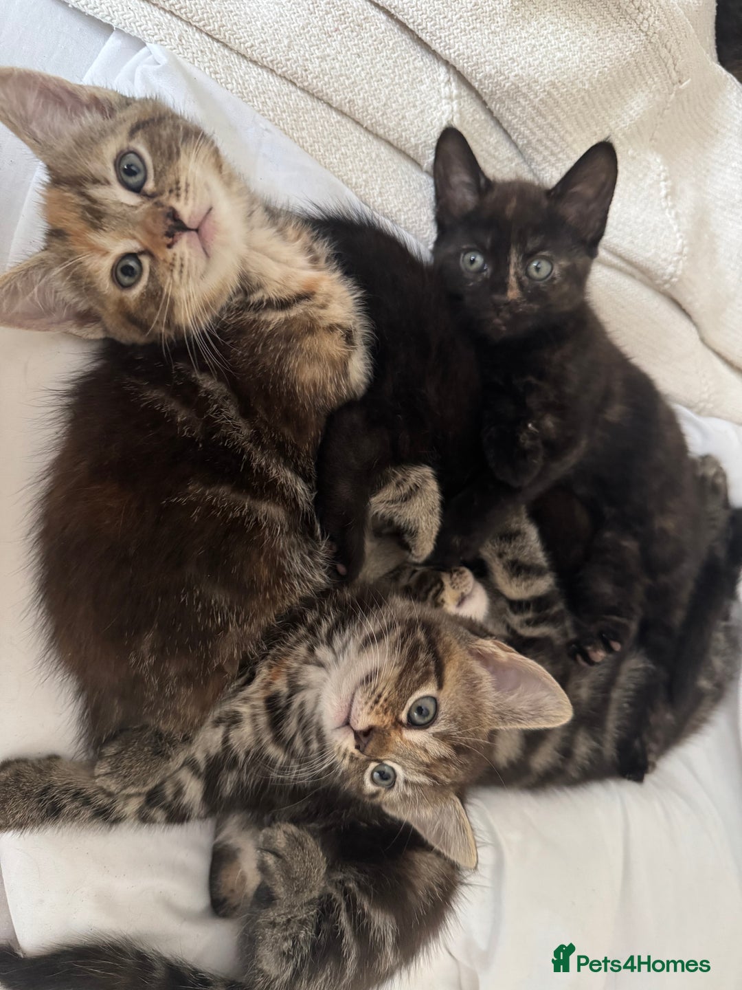 British Shorthair cats for sale: 7 Beautiful Kittens Looking for Their Forever Home - Image 3