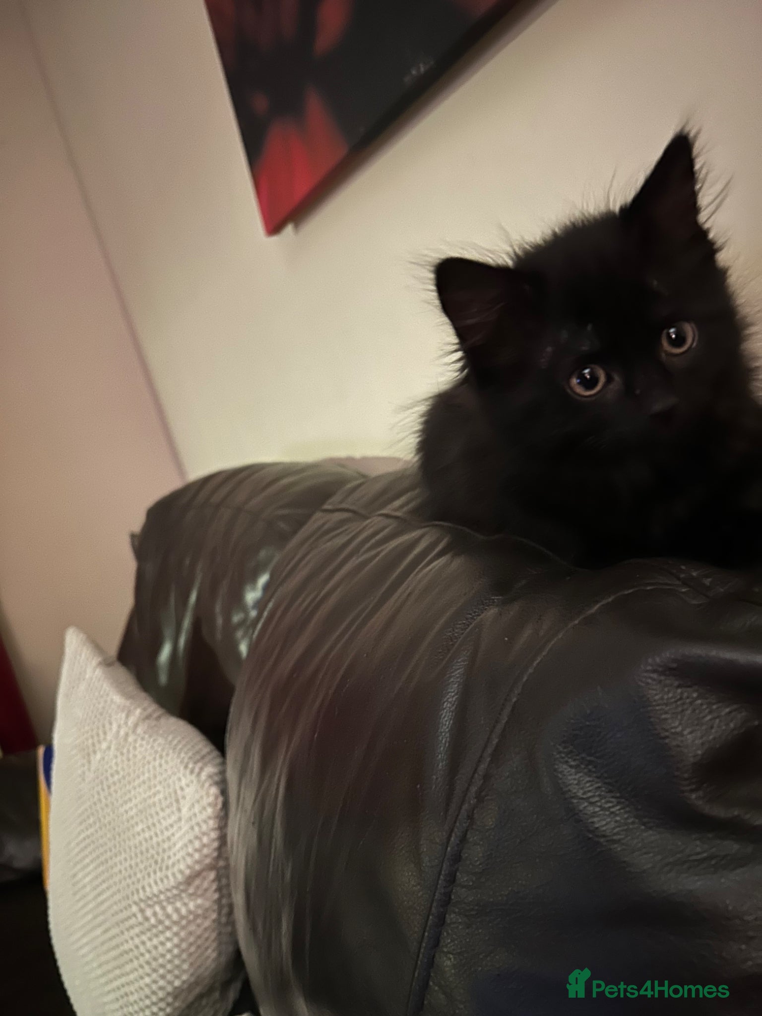 Mixed Breed cats Black kitten  - Advert 1