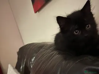 Mixed Breed cats Black kitten - Advert 1